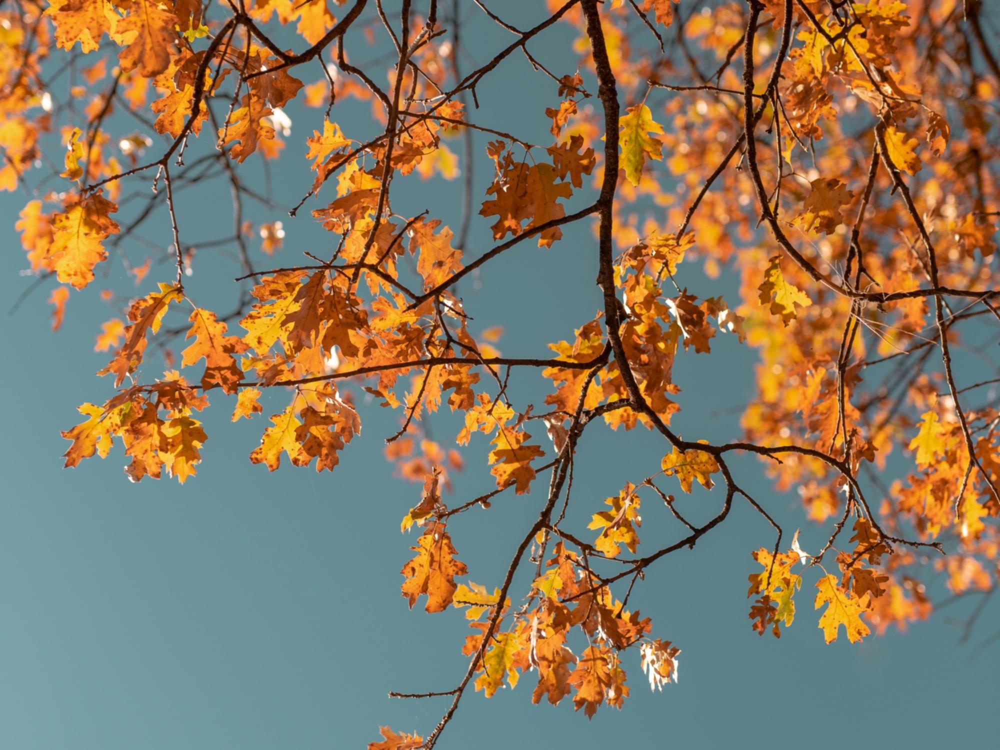 Herbst in der KHG